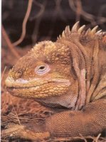Landleguan