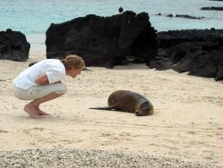 Seelöwe und Mensch