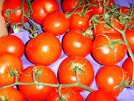 katalanische Ebro Tomaten - ein Genuss