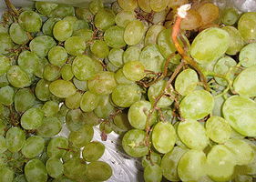 erntefrische Weintrauben