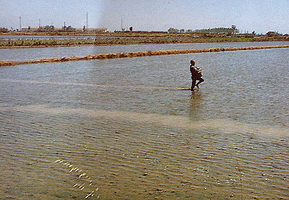 Reisbauer im Wasserfeld