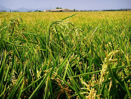 weitläufige Reisfelder