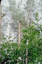 Der Wald um Nrnberg