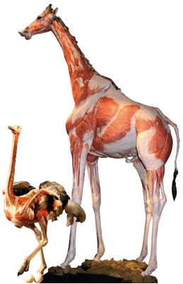  Plastinierte Giraffe und plastinierter Strauß