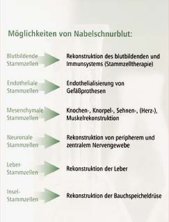 Infotabelle Stammzellen