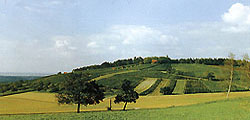 Weinbau im Taubertal