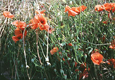 Mohnblumen